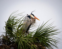 Bad Hair Day
