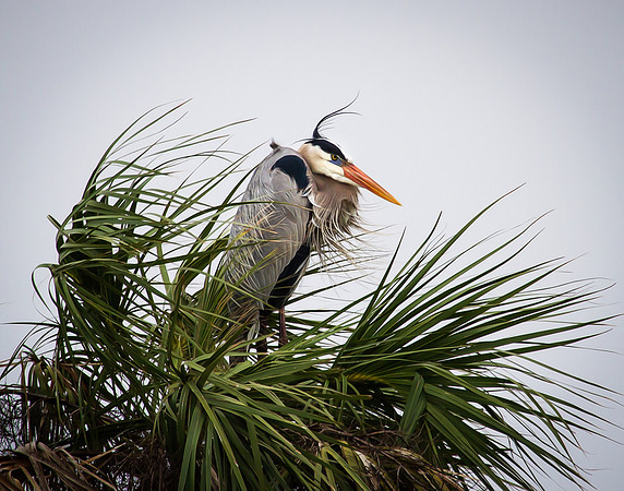 Bad Hair Day